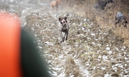 Ranio psa iz lovačke puške koju je nelegalno posjedovao, policija ga prijavila