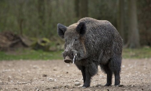 Divlja svinja na Cresu napala čovjeka, on uzvratio preciznim bacanjem kamena i usmrtio ju na licu mjesta