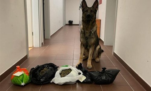 Policijski pas Boy u Šibeniku nanjušio gomilu droge, pogledajte što je sve otkrio