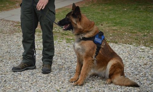 [FOTO] Belgijska ovčarka Loka pronašla drogu skrivenu u tokarskom stroju
