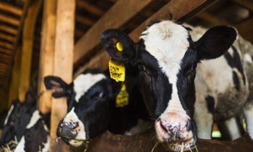 Kravlje ludilo se pojavilo i u Švicarskoj