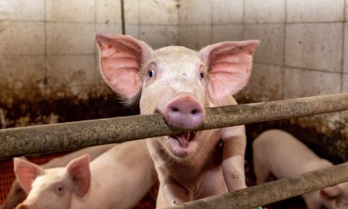 U Europskoj uniji je sve manje krupne stoke, a broj svinja postao je alarmantno nizak. Hrvatska stoji loše