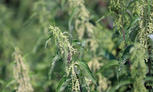 Top 5 divljih jestivih biljaka koje beremo u proljeće za pripremu ukusnih jela