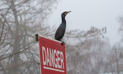 Novi soj ptičje gripe širi se Europom, a cjepiva za ljude su na čekanju. Doznajte zašto
