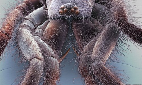 Zbog zastrašujućeg pauka u stanu na Kajzerici žena nazvala azil Dumovec, pomogli su joj