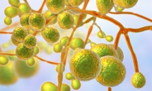 Zaraza smrtonosnom gljivicom širi se svijetom: Doznajte tko je najugroženiji