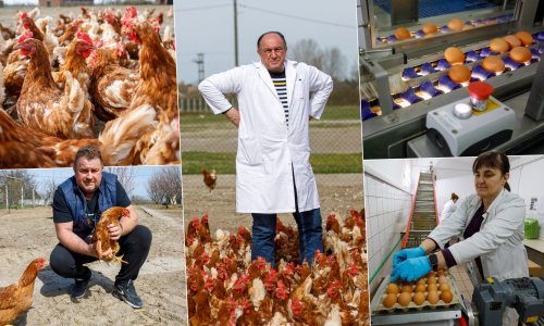 Ova jaja ste sigurno kušali, a znate li odakle dolaze? Obišli smo farmu u zapostavljenom džepu Hrvatske na granici sa Srbijom i BiH