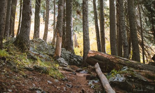 Pogađate li koje zemlje uništavaju najviše stabala po glavi stanovnika?