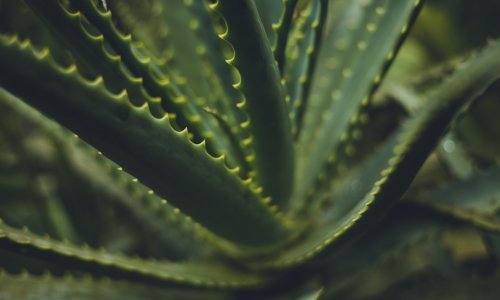 Koje sve nevjerojatne učinke aloe vera ima na ljepotu i zdravlje?
