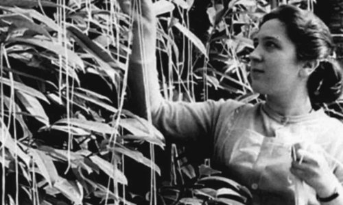 Britanci su uvijek vjerovali BBC-ju, pa i kad im je rekao da špageti rastu na stablu