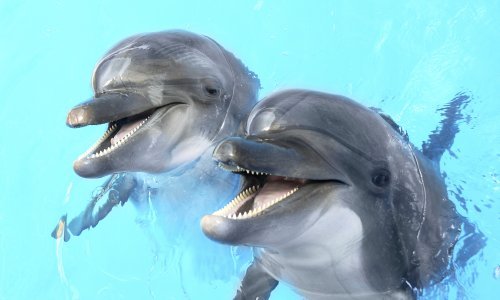 Da, ljudi zaista jedu daždevnjake i dupine