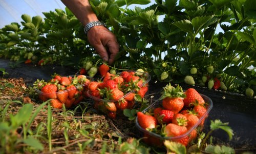 Manje jabuka i paprike, više jagoda i rajčice: Kako stoji proizvodnja voća i povrća u Hrvatskoj