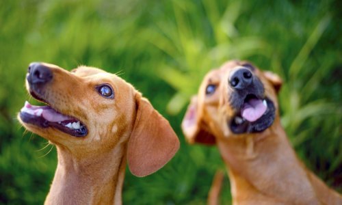 Ponašanje pasa: Što znači mahanje repom, a što 'poljupci' vlasniku?