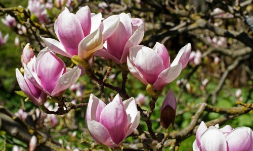 Zaljubljeni ste u predivne magnolije? Evo kako da vam uspiju u vrtu