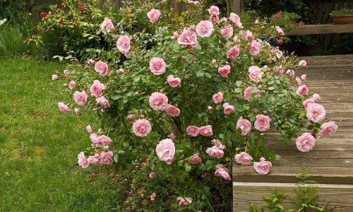 Ovo je potrebno napraviti tijekom proljeća da bi vaše ruže procvale u punom sjaju