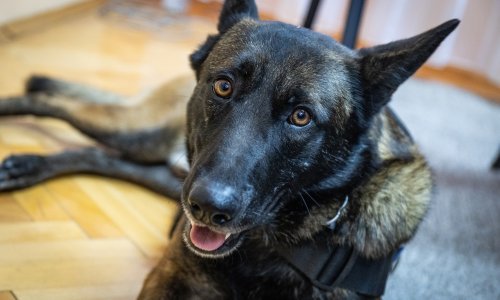 MORH prodaje službene pse: Početna cijena je 100 eura, a ovo su svi uvjeti