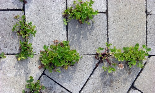 Živcira vas korov koji uporno izbija iz fuga na stazama i okućnici? Evo kako ga uništiti