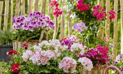 Pelargonije se lako održavaju i vole cvjetati, a ovako se uspješno sade