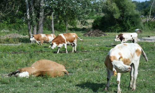 Nakon 11 godina tursko tržište otvoreno za izvoz hrvatskih goveda