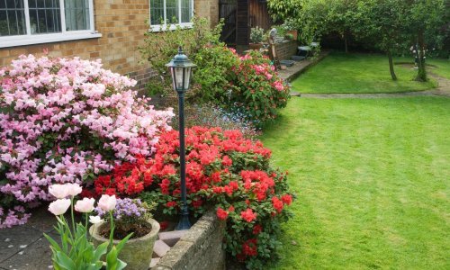 Želite ih imati! Ovo su biljke koje tjeraju korov iz vrta