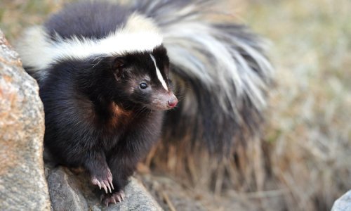 Zašto su bolesti koje se prenose sa životinje na čovjeka sve češće?