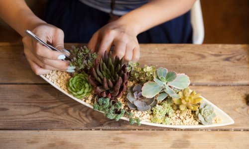 Izbjegnite najčešće pogreške: Ovo je sve što trebate znati o uzgoju sukulenata