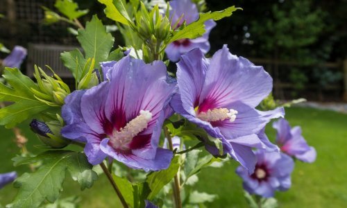 Donosimo sve tajne uzgoja ove zadivljujuće biljke raskošnih cvjetova