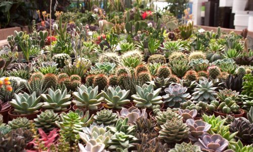 Ne smeta im zanemarivanje: Ovo su najljepši sukulenti koji podižu čitav interijer