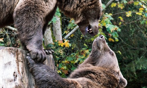 Rumunjska planira odobriti odstrjel više od 400 medvjeda: 'Sve češće napadaju ljude'