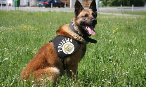 Pas Pik nanjušio deset kilograma marihuane