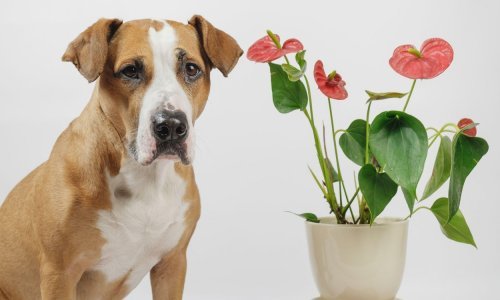 Imate li ih u svom domu? Ove biljke otrovne su za kućne ljubimce