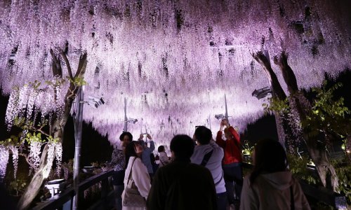 Prizor od kojeg zastaje dah: Ovako izgleda stotine stabala glicinije u punom cvatu