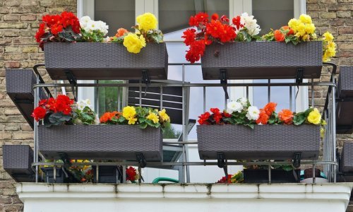 Da, i to se može: Ove atraktivne biljke uspijevat će na balkonu u potpunom hladu