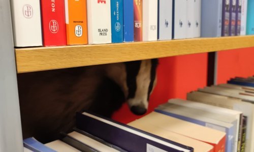 Jazavac napravio dar-mar u knjižnici u središtu Zagreba