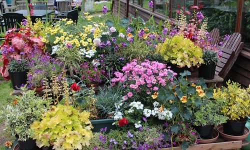 Ovom prelijepom vrtnom cvijeću ne treba puno zalijevanja, a cvate do kasno ujesen