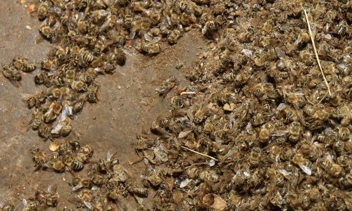 Masovni pomor pčela u Međimurju: Slika je zastrašujuća, umiru u mukama pred košnicama!