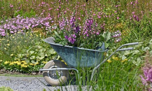 Trajnice su uvijek dobar odabir za vrt, a ove osvajaju na prvi pogled