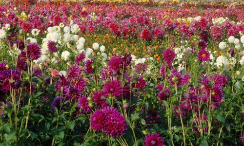 U očaravajućem cvatu ovog vrtnog cvijeća uživat ćete čitavog ljeta