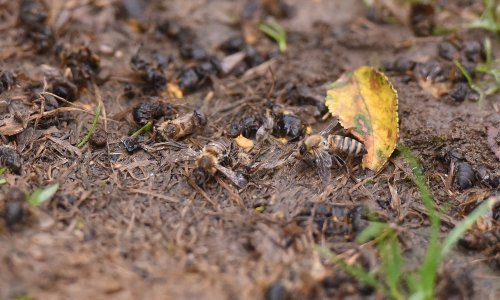 U pet dana zbog trovanja pčela izgubio 20 tisuća eura