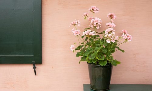 Kako sačuvati pelargonije i ostalo ljetno cvijeće od hladnoće?