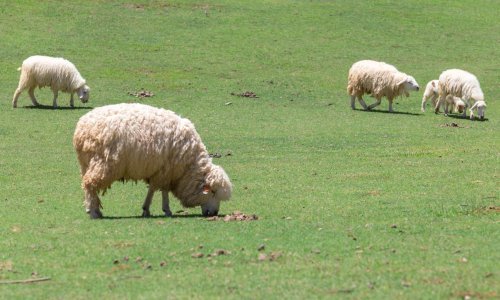 Radnicima na Kosovu dosadilo kositi travu pa su zaposlili - ovce