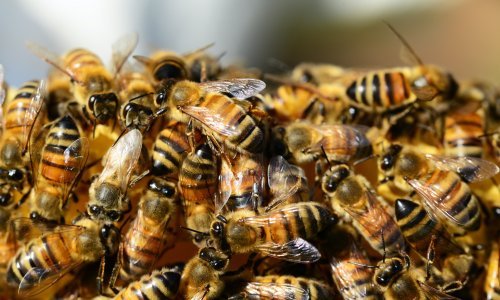 Insekti diljem svijeta u opasnosti su zbog posljedica klimatskih promjena