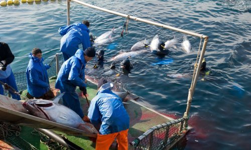 Kritike za EU zbog tune: 'To vodi do prekomjernog izlova i onečišćenja plastikom'