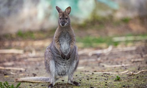 Australija na mukama: Klokane bolje ustrijeliti nego da umiru od gladi