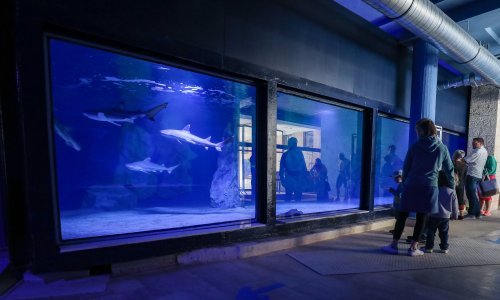 Obnovljen Pulski Aquarium