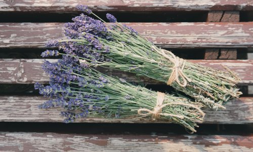 Ovo su prirodni načini kako održati komarce podalje od vašeg dvorišta