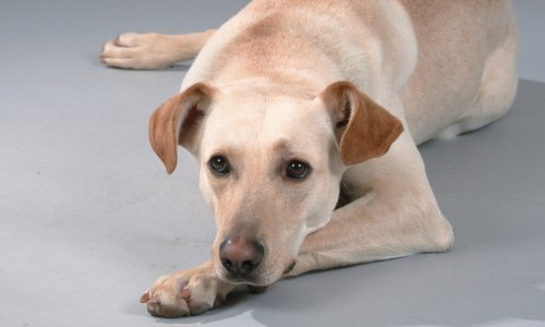 Kako prepoznati da je vaš pas tužan?