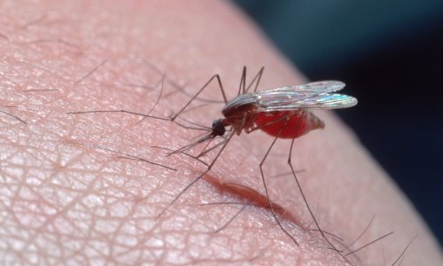 Od virusa kojeg prenose komarci u zadnje dvije godine 18 oboljelih: Evo koji su simptomi