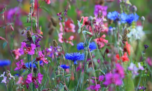 Ovo prelijepo vrtno cvijeće nikad ne smijete saditi pored lavande