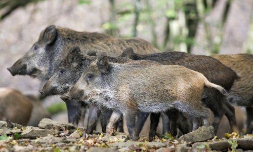 Na kvarnerskim otocima povećan lov divljih svinja